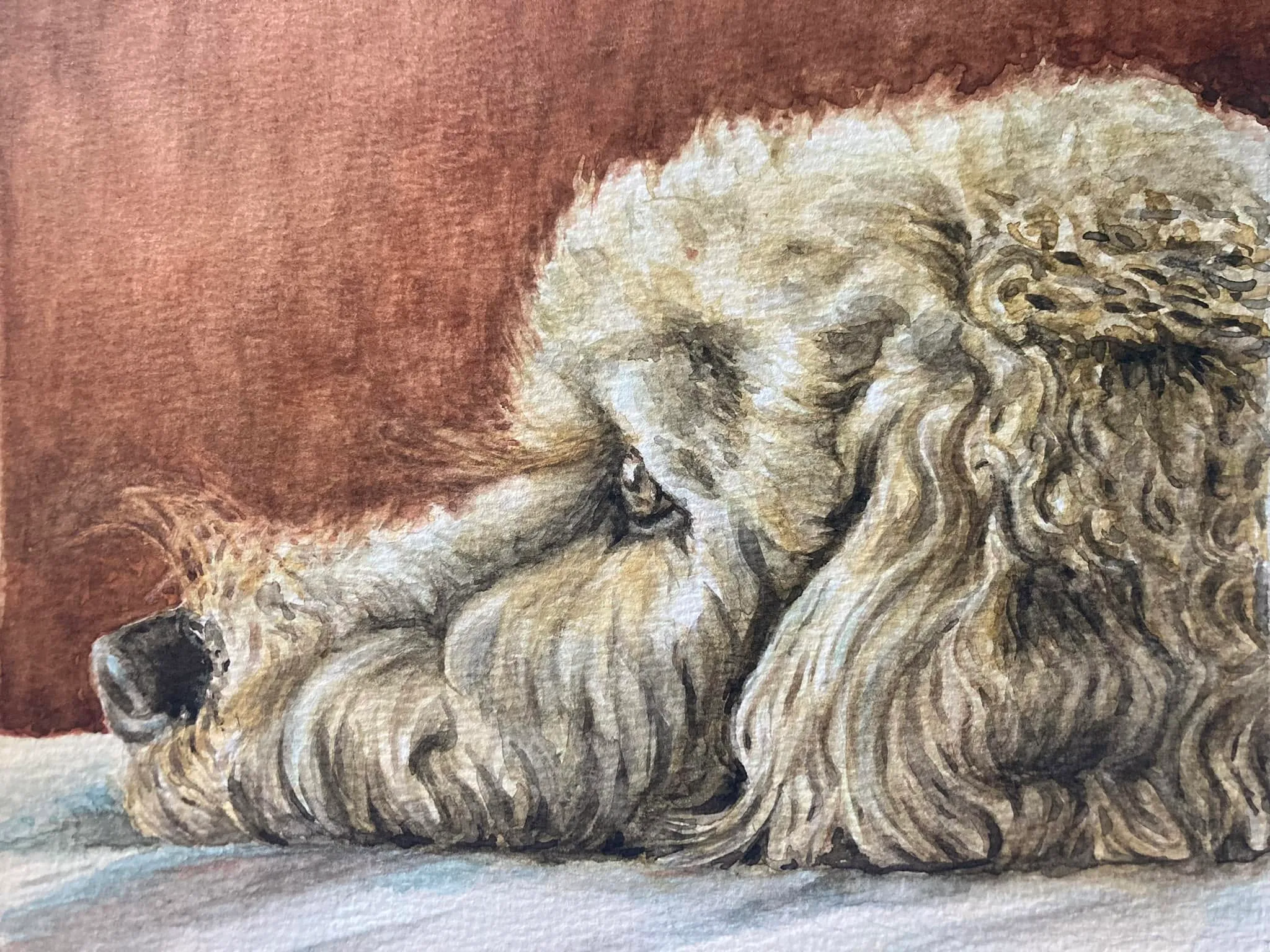 A pale curly-coated poodle lying with its head down against a deep red-brown background